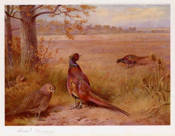 Archibald Thorburn The Old and the New